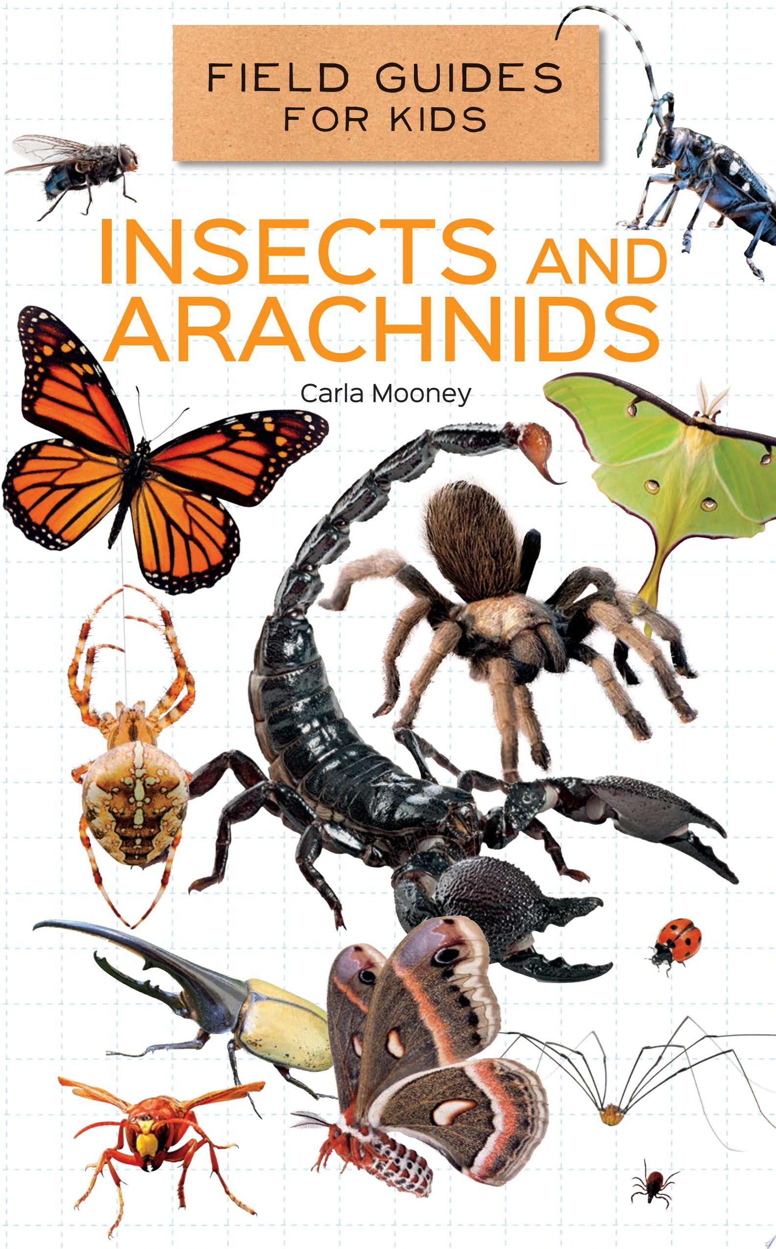 Image for "Insects and Arachnids"
