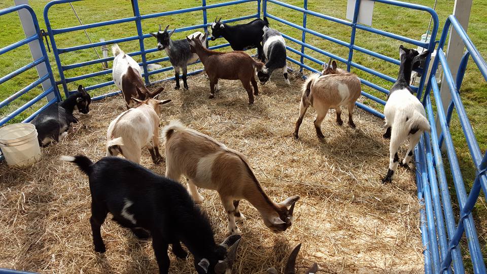 goats in a pen