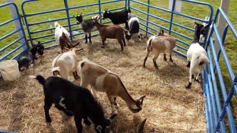 Goats in a pen.