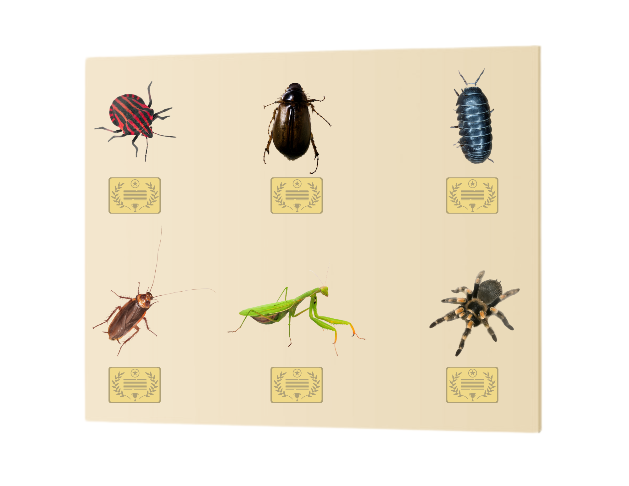 image of bug board