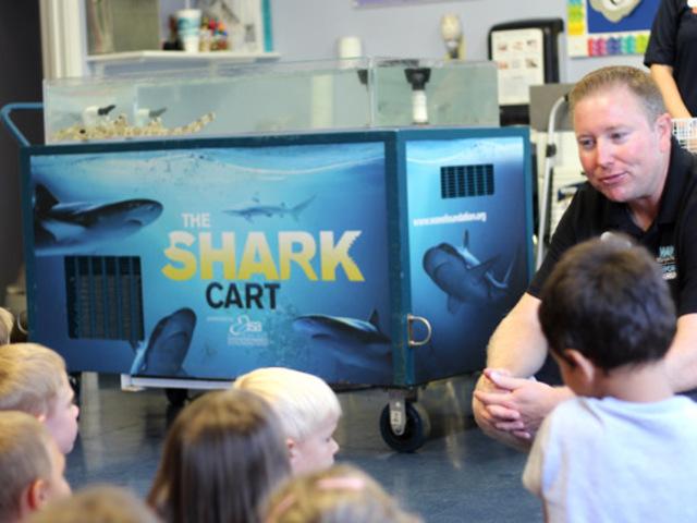 wave foundation shark cart